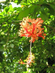 Exotische bloem